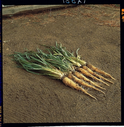 Picture of Salsify Sandwich Island